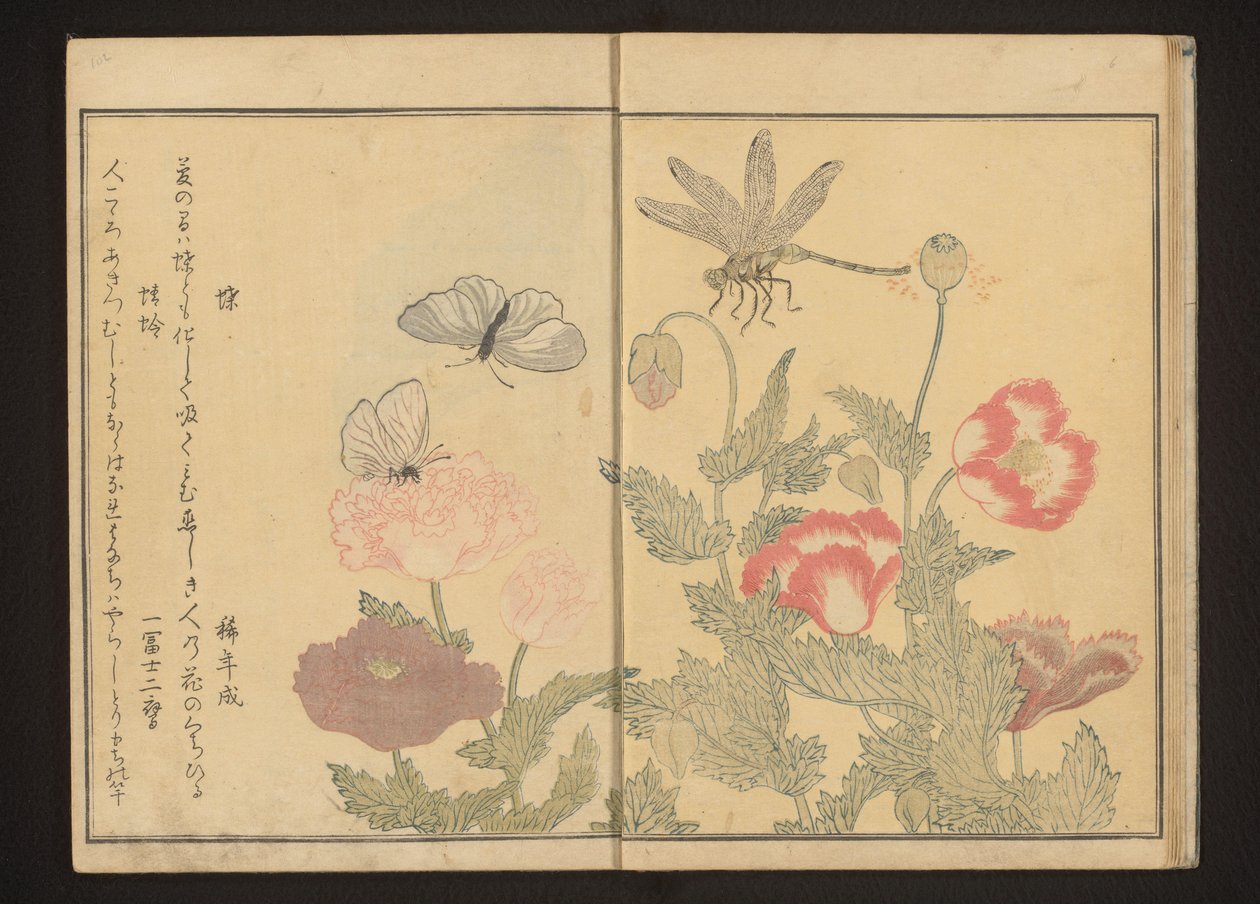 Farfalle e libellula vicino ai papaveri da Kitagawa Utamaro