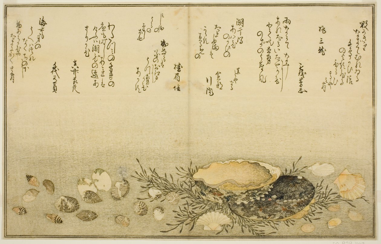 Chidori-gai, itaya-gai, awabi, utsuse-gai, asari-gai, e monoara-gai, dal libro illustrato "Regali dalla marea calante" da Kitagawa Utamaro