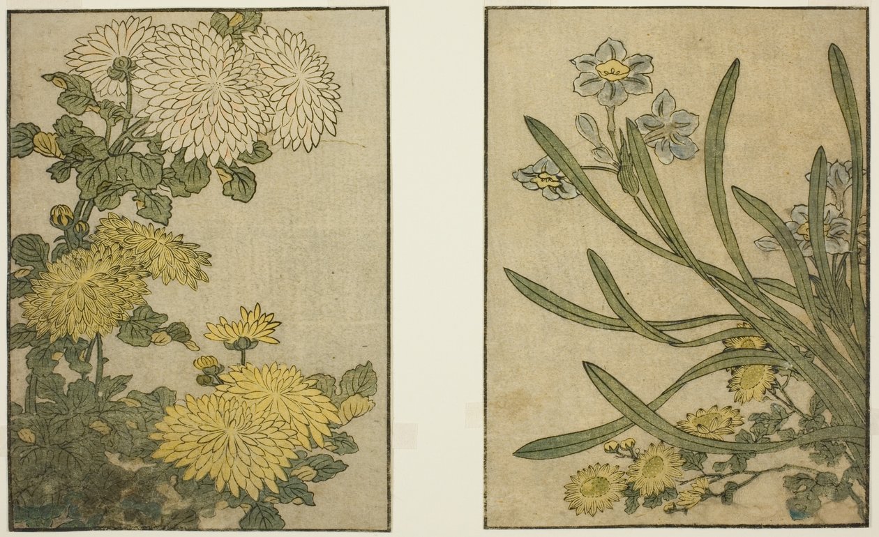 Crisantemo e narciso, dal libro illustrato "Libro illustrato: Fiori delle quattro stagioni (Ehon shiki no hana)," vol. 2 da Kitagawa Utamaro