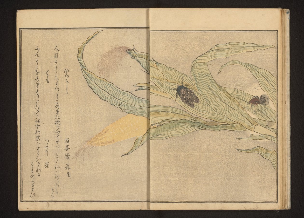Cicala e ragno sul mais da Kitagawa Utamaro