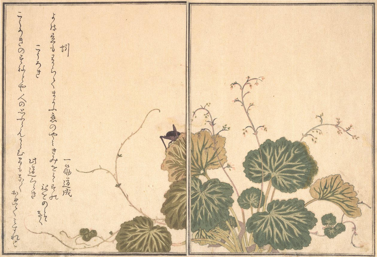 Lombrico Mimizu, Grillo Korogi da Kitagawa Utamaro