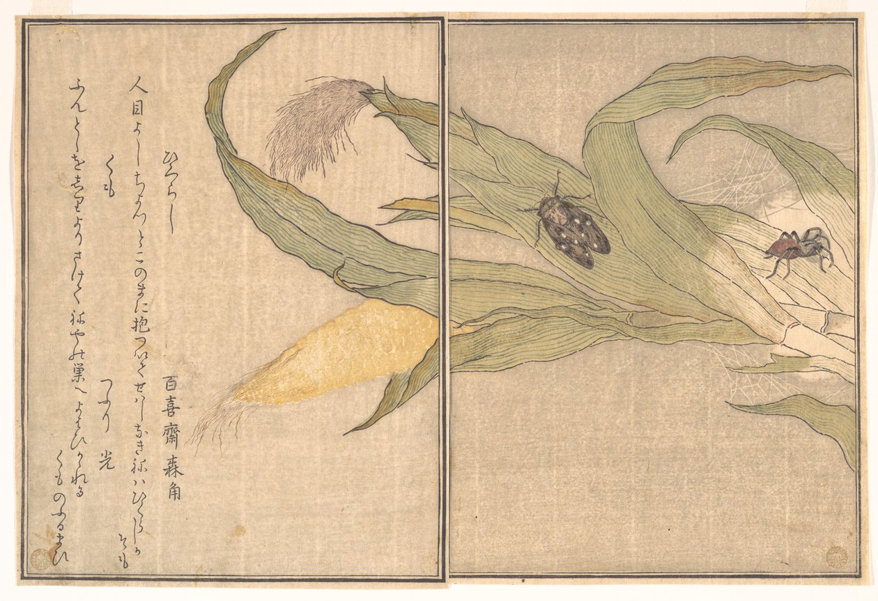 Cicala serale, Higurashi; ragno, Kumo, dal Libro illustrato delle creature striscianti (Ehon mushi erami) da Kitagawa Utamaro