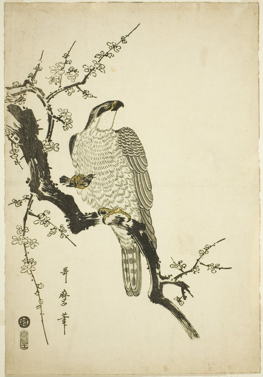 Falco su un ramo di prugna da Kitagawa Utamaro