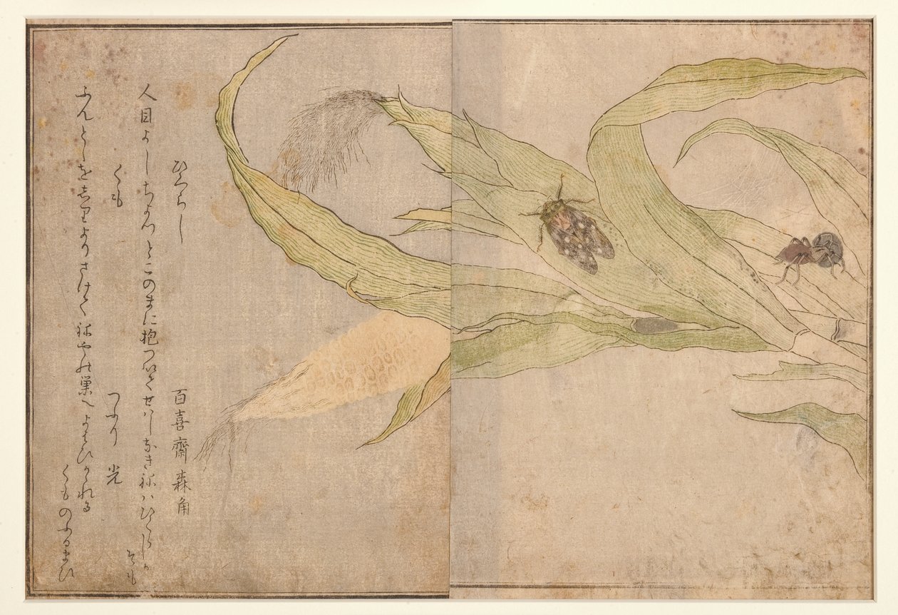 Higurashi e ragno, 1788 (xilografia) da Kitagawa Utamaro