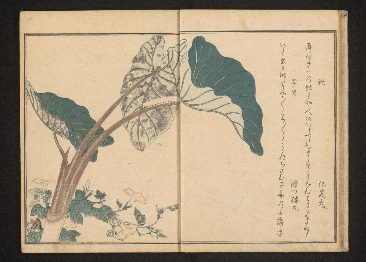 Tafano su convolvolo e bruco su pianta di taro da Kitagawa Utamaro