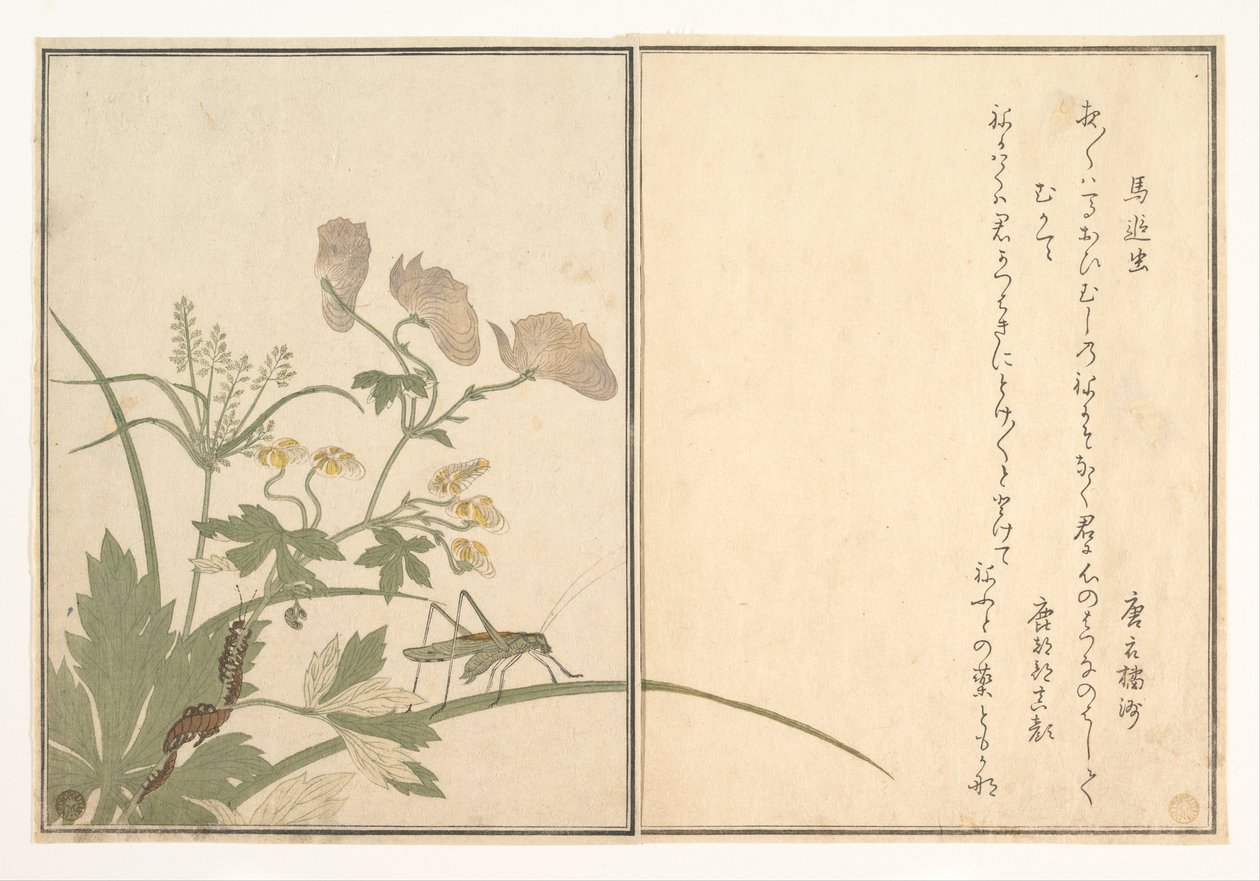Cicala (Umaoi-mushi); Millepiedi (Mukade), tratto dal libro illustrato “Ehon mushi erami” (Il libro illustrato degli insetti striscianti) da Kitagawa Utamaro