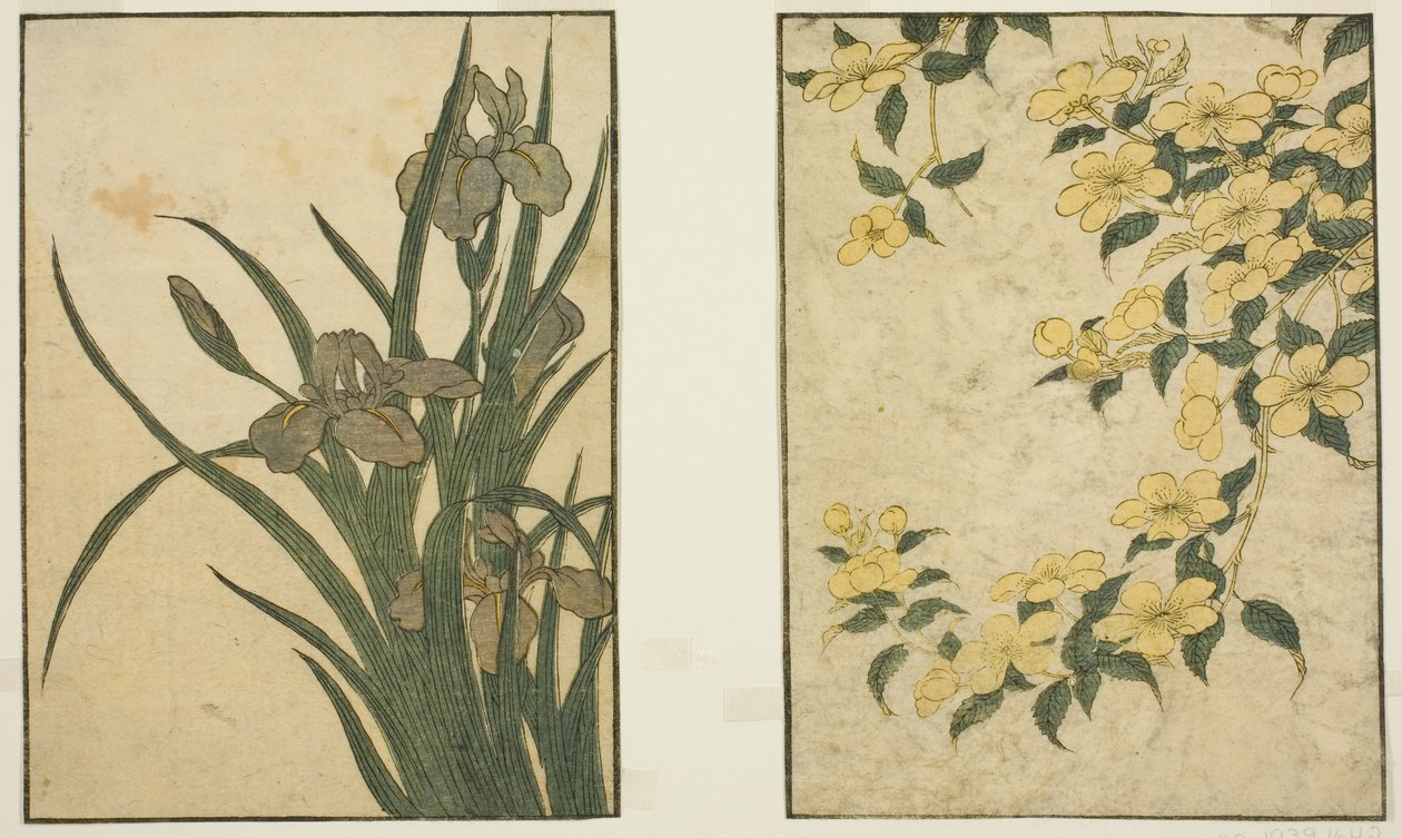 Kerria e Iris, dal libro illustrato "Libro Illustrato: Fiori delle Quattro Stagioni (Ehon shiki no hana)," vol. 1 da Kitagawa Utamaro