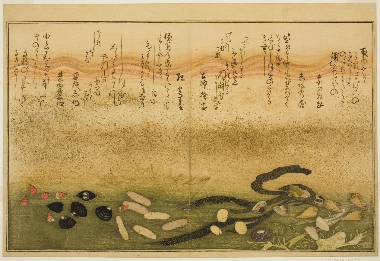 Minashi-gai, shio-gai, katatsu-gai, miso-gai, chijimi-gai, e chigusa-gai, dal libro illustrato "Regali dalla Bassa Marea (Shiohi no tsuto)" da Kitagawa Utamaro