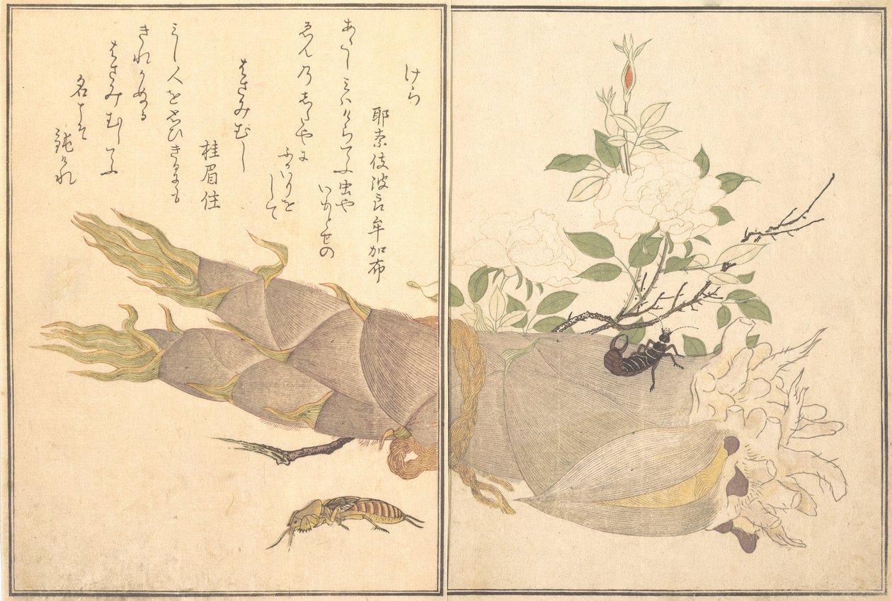 Grillo talpa Kera, forbicina, Hasami-mushi da Kitagawa Utamaro