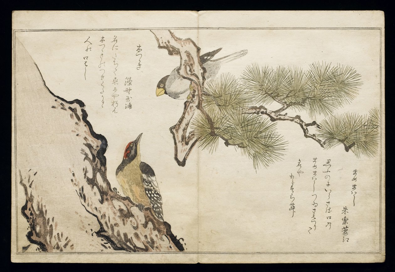 P.332-1946 Vol.1 f.3 Hawfinch e un picchio, da un album 