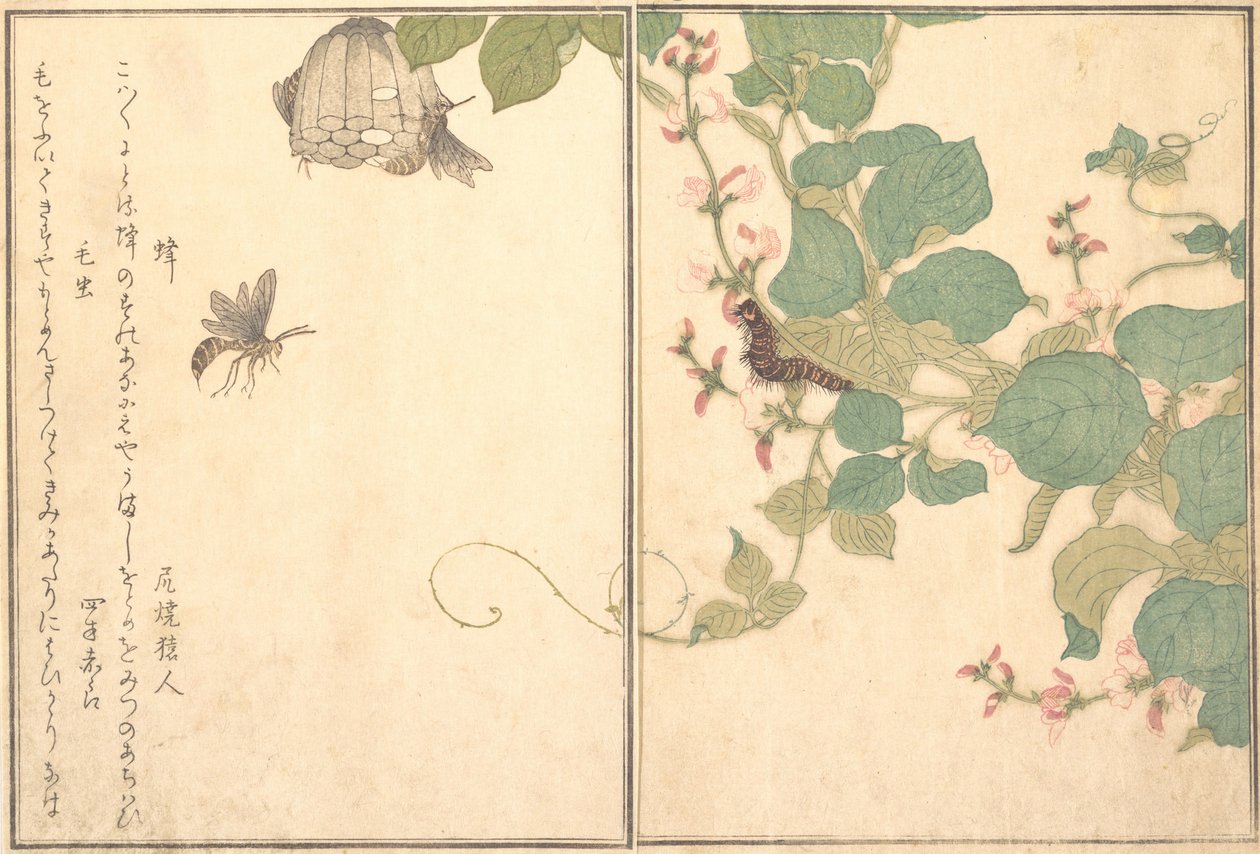 Vespa di carta Hachi, bruco peloso Kemushi..., 1788 da Kitagawa Utamaro