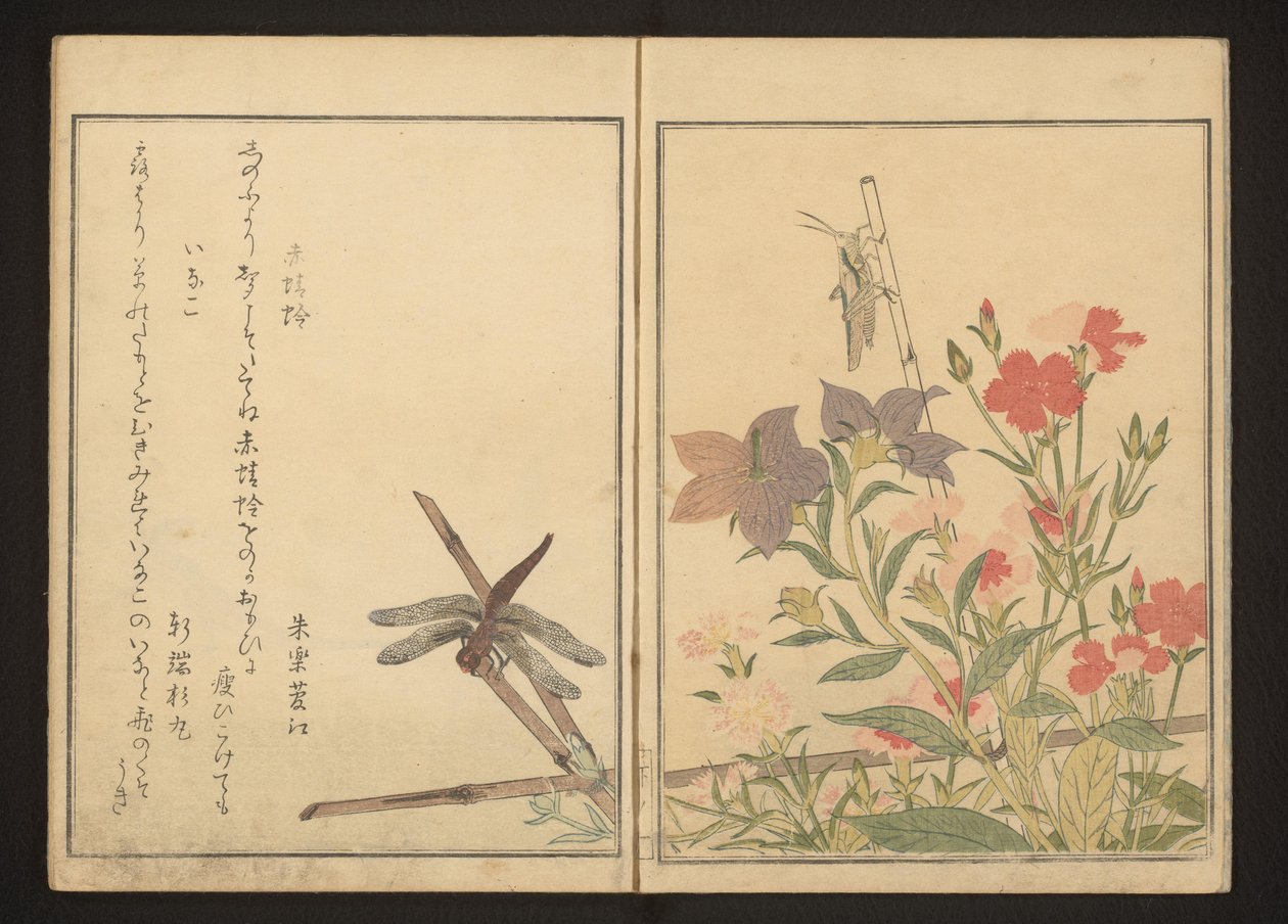 Libellula rossa e locusta tra i garofani da Kitagawa Utamaro
