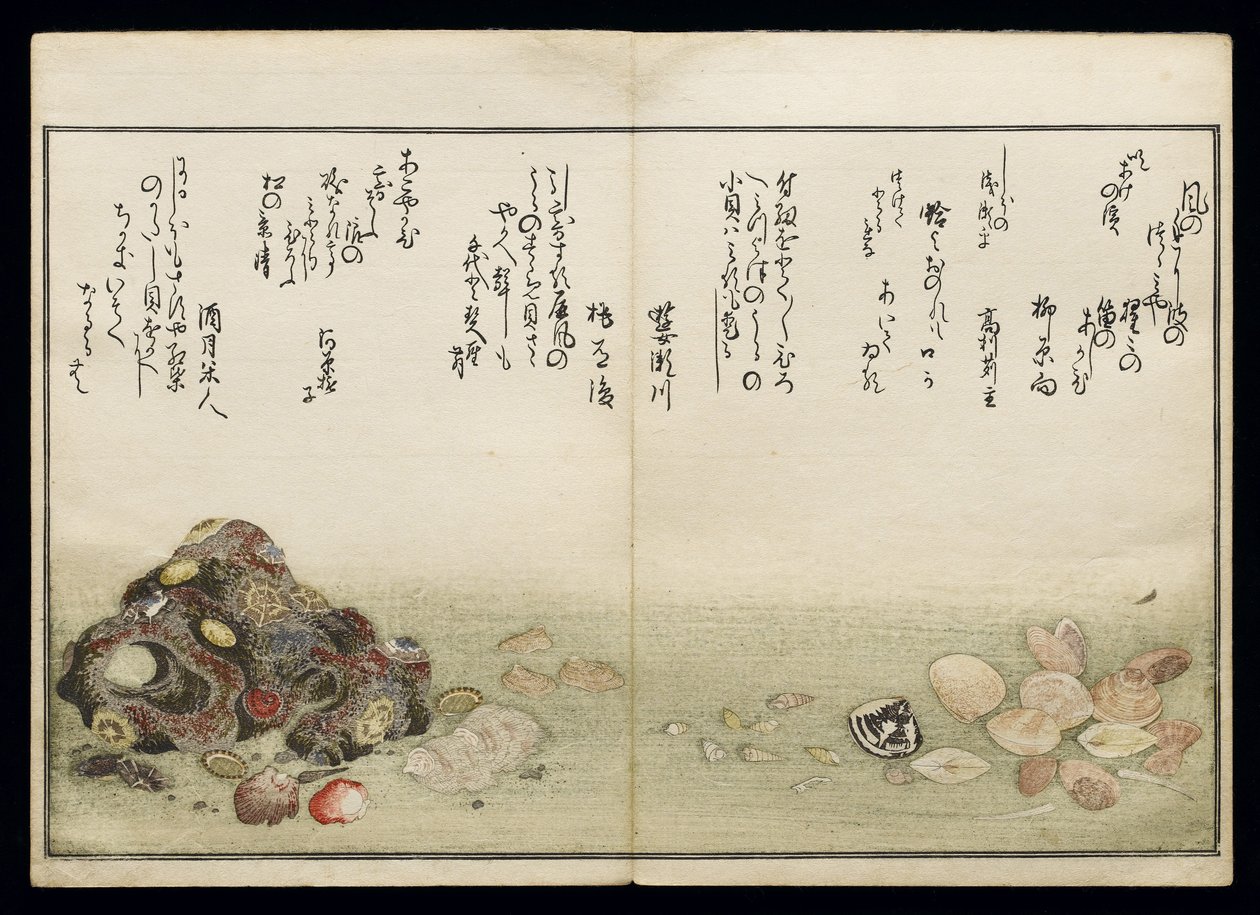 Shiohi no tsuto (Regali dalla marea calante), noto come il Libro delle Conchiglie, 1789 da Kitagawa Utamaro