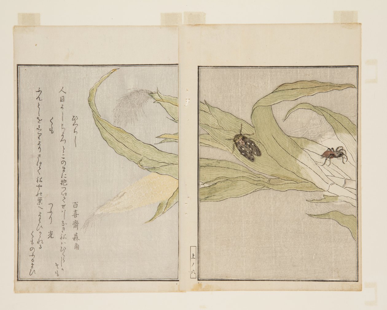 Ragno e cicala serale da Kitagawa Utamaro