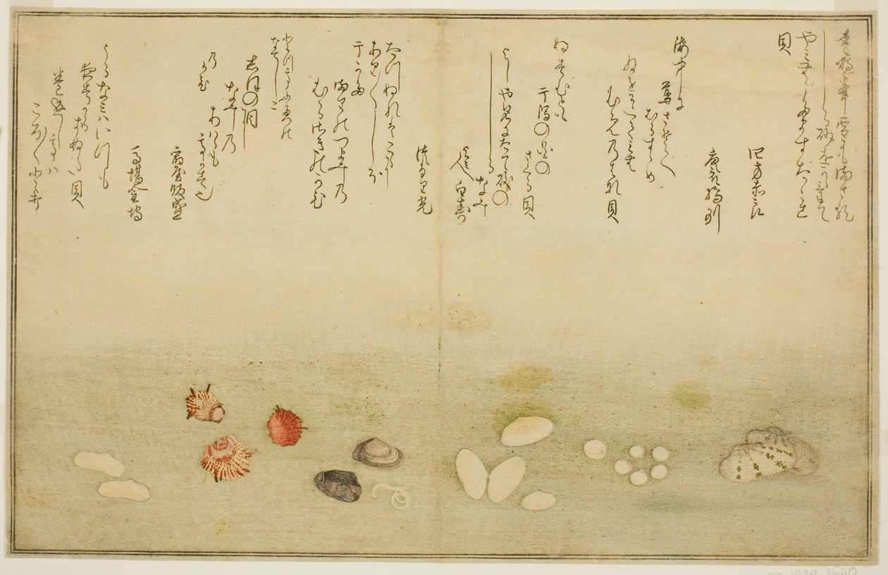 Sudare-gai, hana-gai, sakura-gai, mumeno-gai, nadeshiko-gai e kinuta-gai, dal libro illustrato "Regali dalla marea calante" da Kitagawa Utamaro