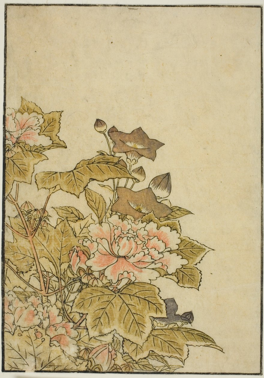 Fiori d
