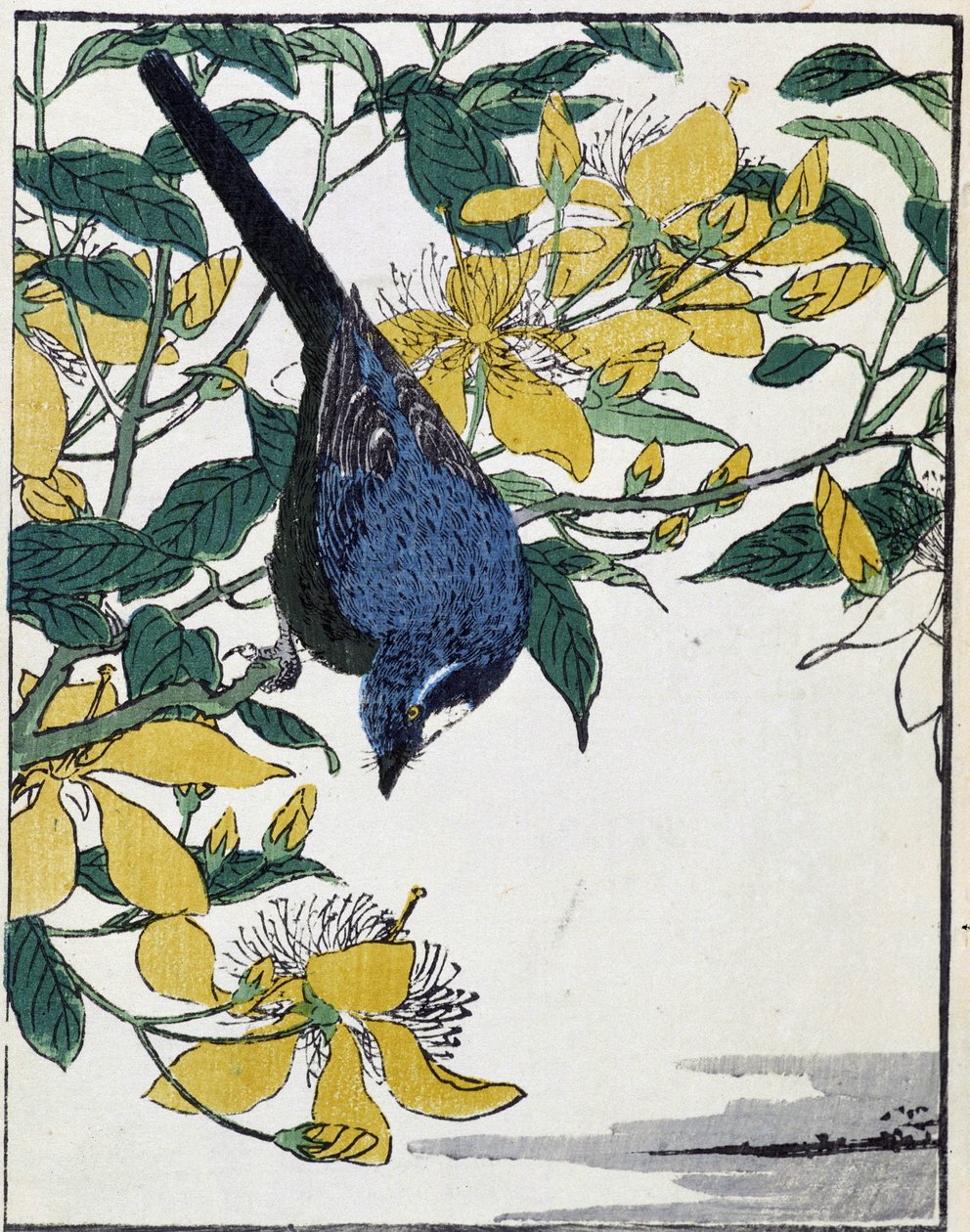 Uccello su un albero. Disegno giapponese di Kitao Kosuisai da Kitao Shigemasa