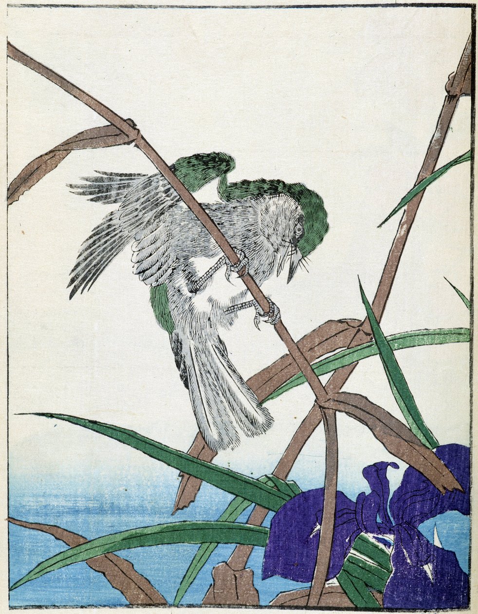 Uccello su un albero. Disegno giapponese di Kitao Kosuisai da Kitao Shigemasa