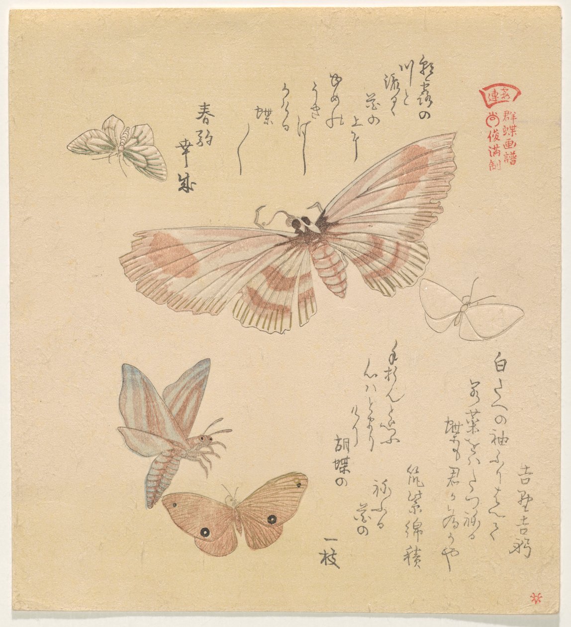 Farfalle e falene, dalla serie Un volo di farfalle (Gunchō Gafu) da Kubo Shunman