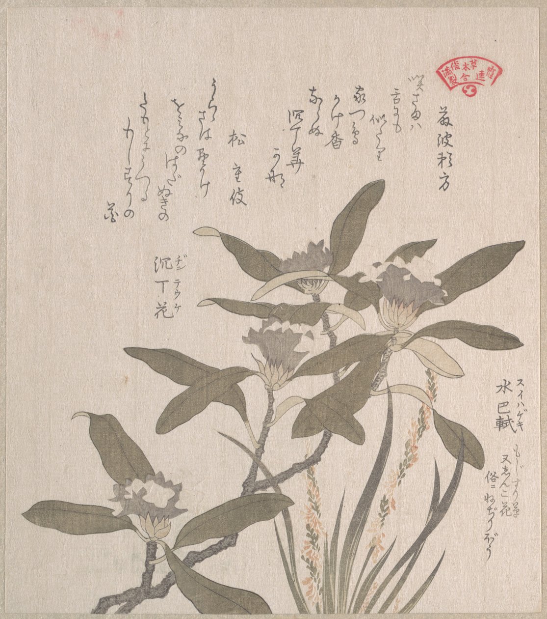 Daphne odora e Mojisuri-so da Kubo Shunman