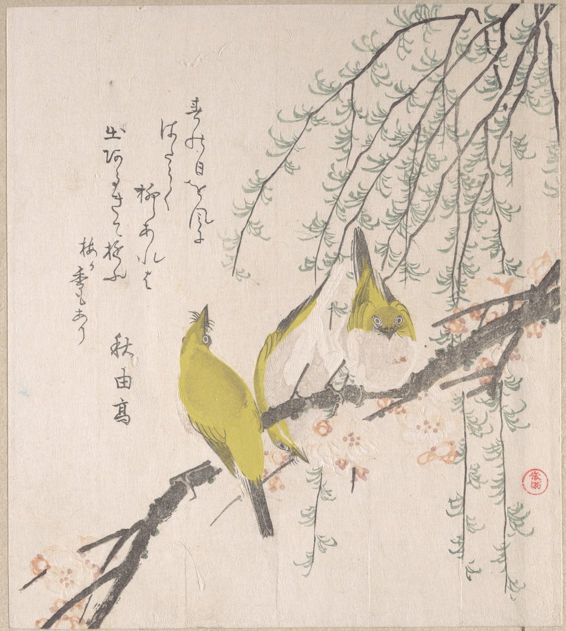 Occhi bianchi giapponesi con prugno e salice, dall’album “Pioggia primaverile” (Harusame surimono-jō, vol. 3) da Kubo Shunman