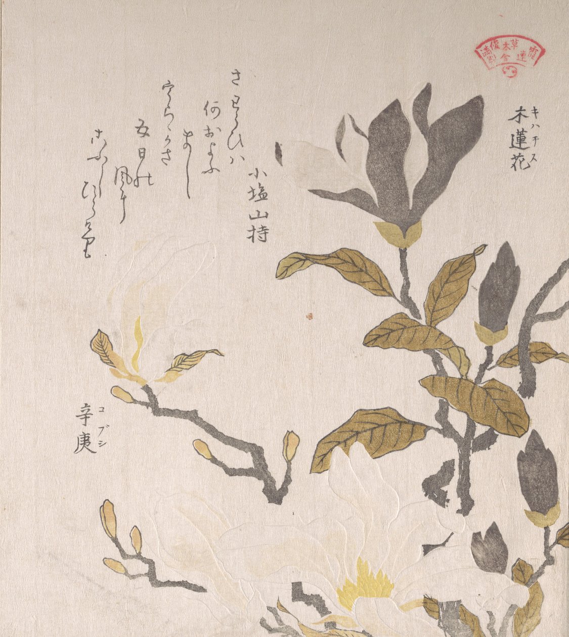 Fiori di magnolia da Kubo Shunman
