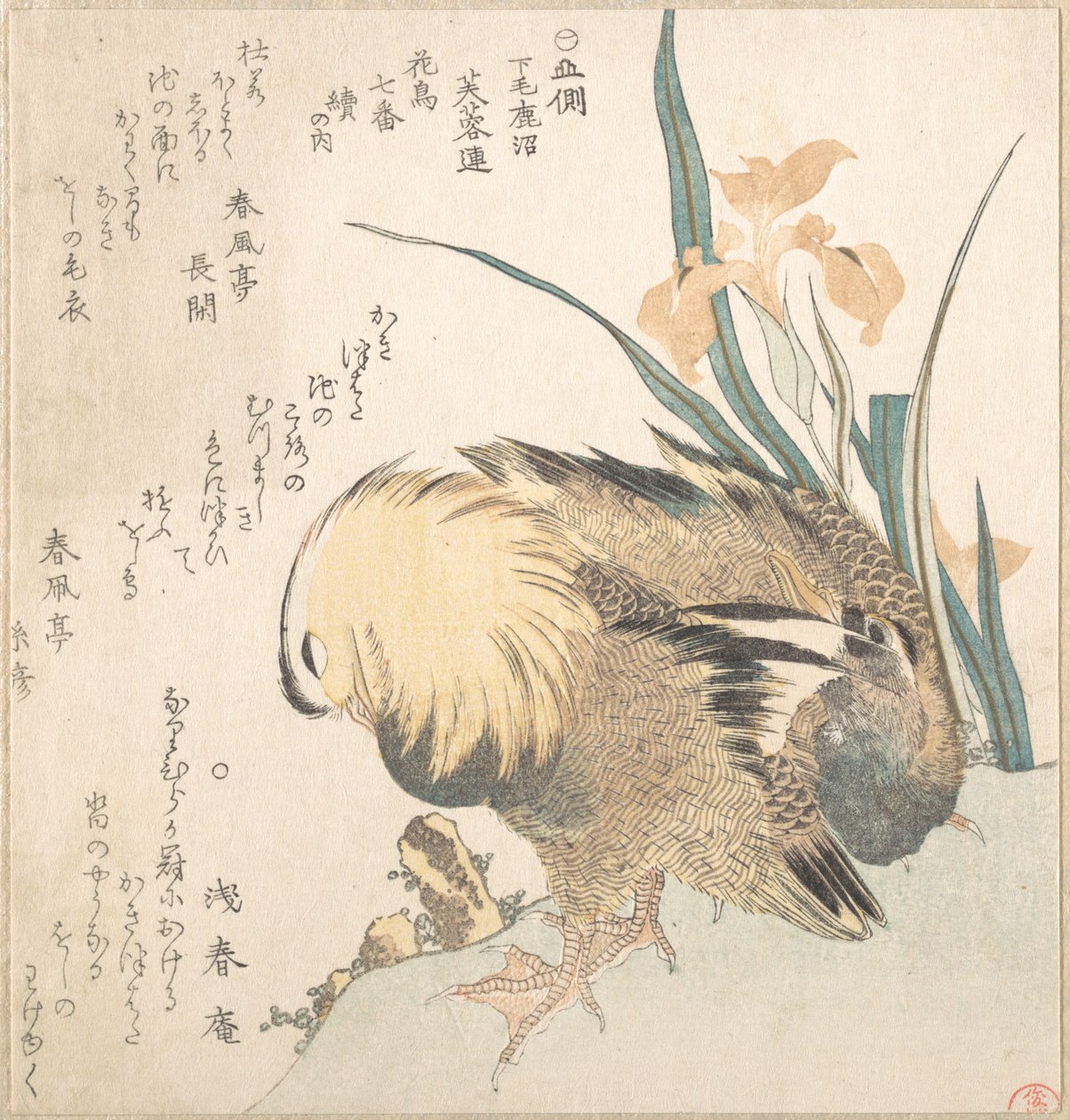 Coppia di anatre mandarine e fiori di iris da Kubo Shunman