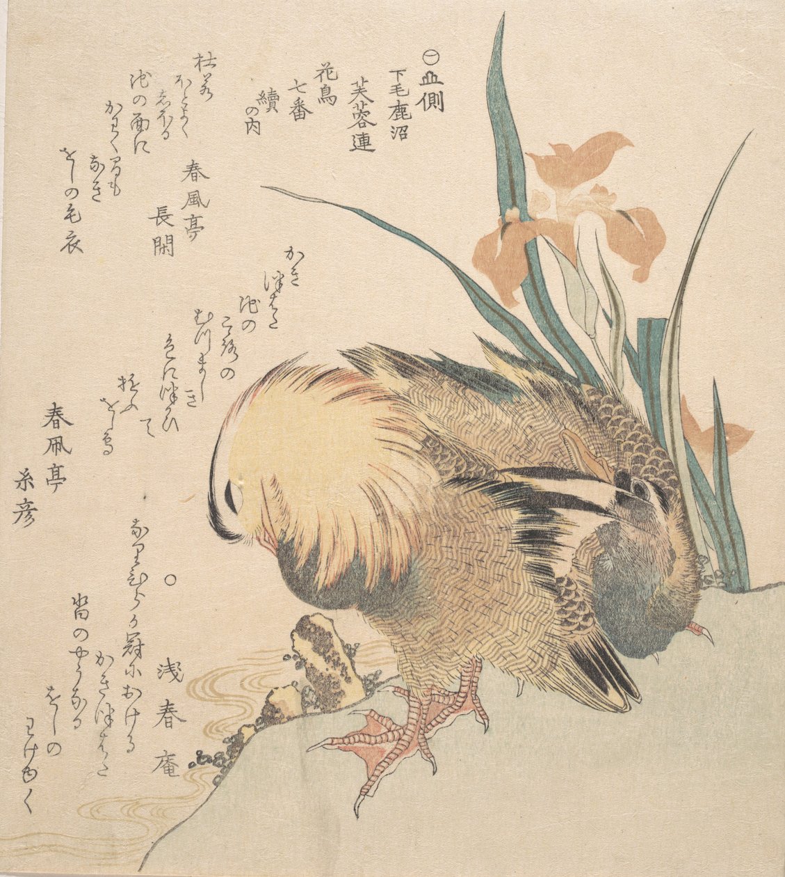 Coppia di anatre mandarine e fiori di iris, fine XVIII-inizio XIX secolo da Kubo Shunman