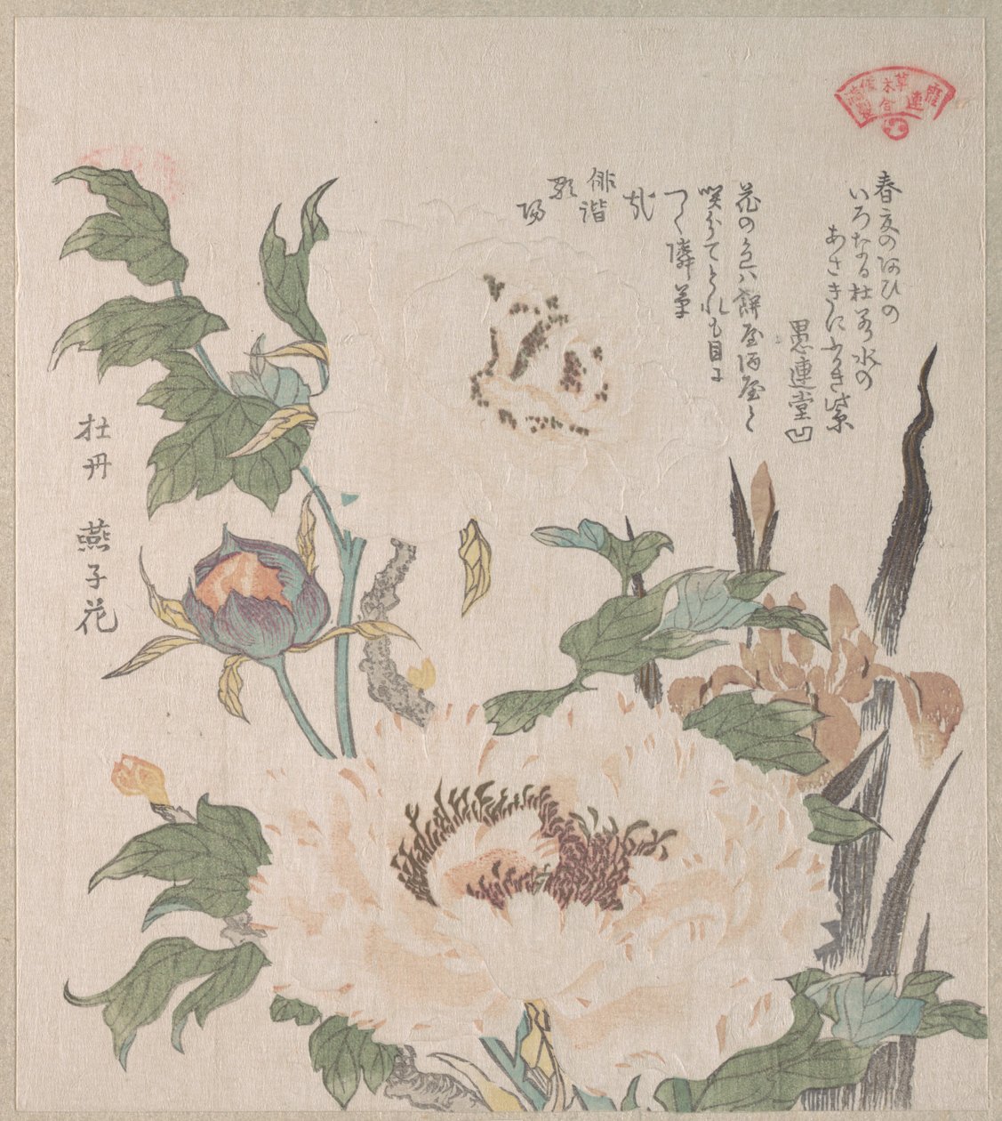 Peonie e iris da Kubo Shunman
