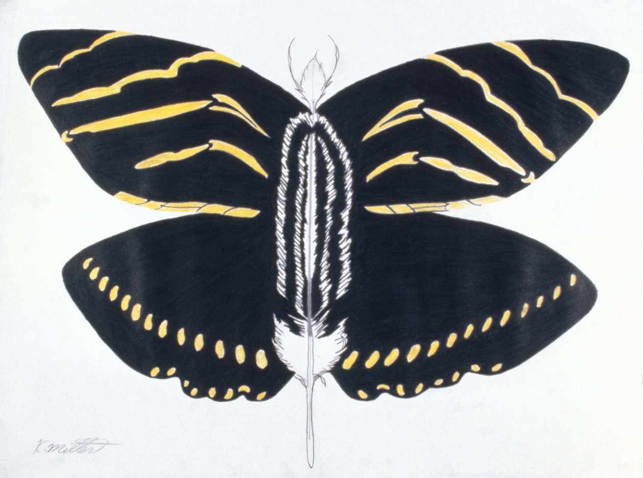 Feathered Butterfly, 2004 (matita colorata su carta) da Kurtis L. Miller