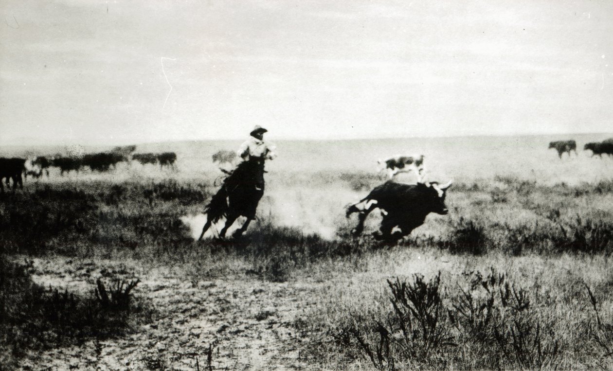 Cowboy a cavallo che lancia un lazo a un vitello da L.A. Huffman