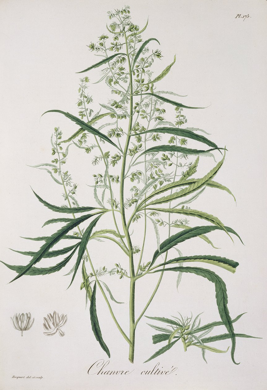 Cannabis Sativa da 