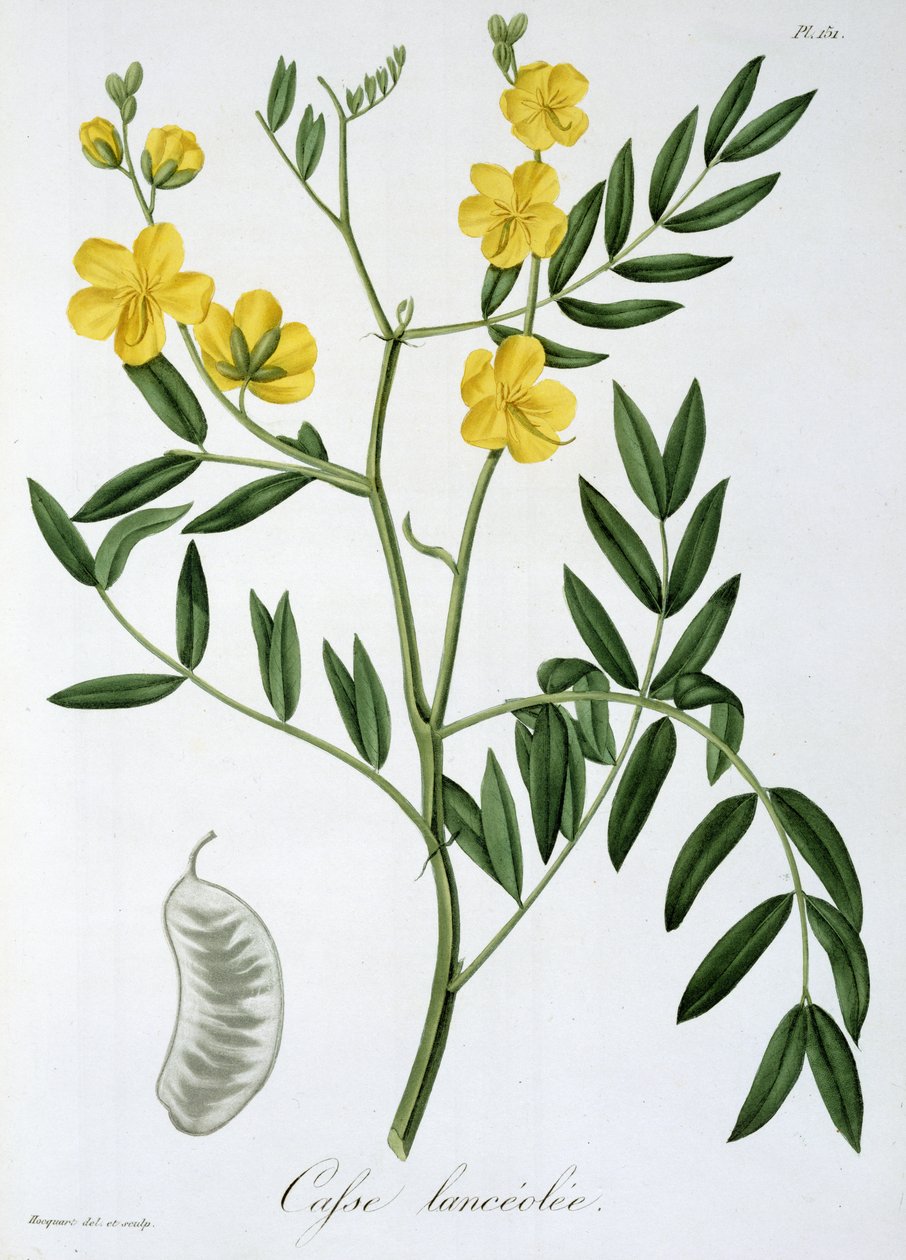 Cassia da 