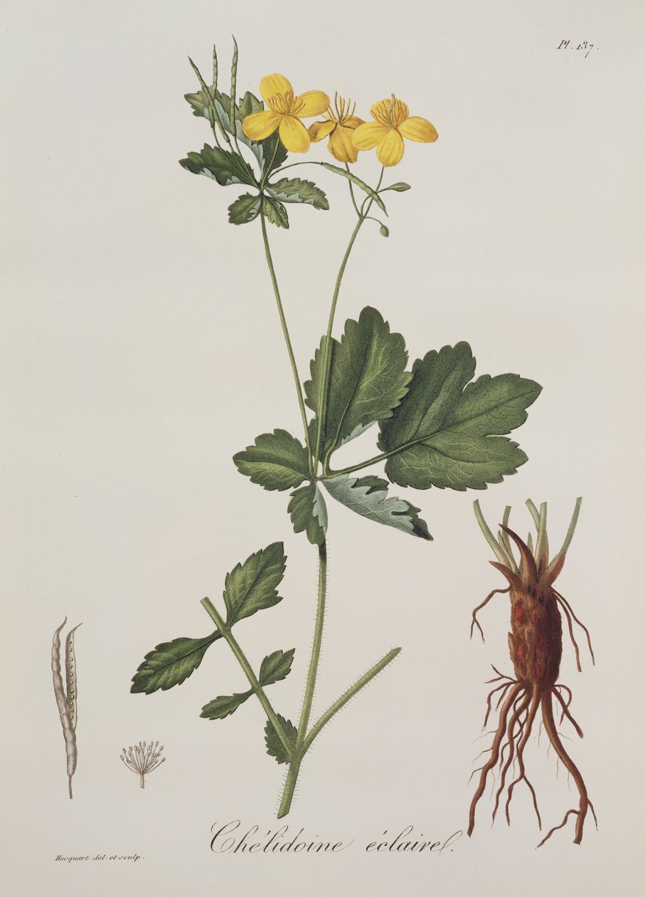 Celidonium Majus da Phytographie Medicale di Joseph Roques (1772-1850), pubblicato nel 1821 da L.F.J. Hoquart