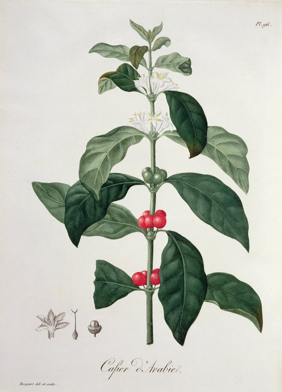 Coffea Arabica da 