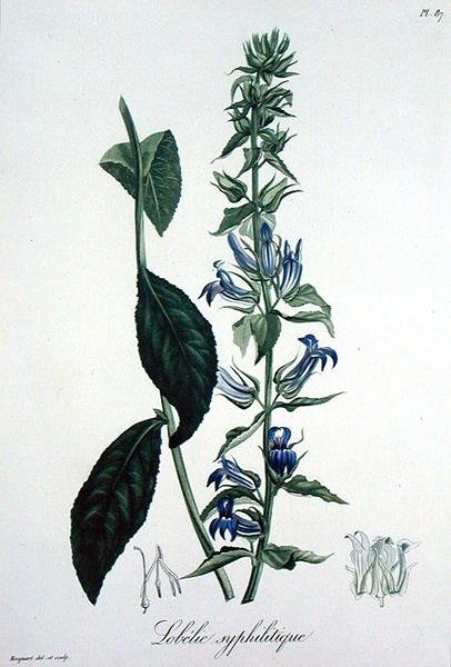 Lobelia Siphilitica da 
