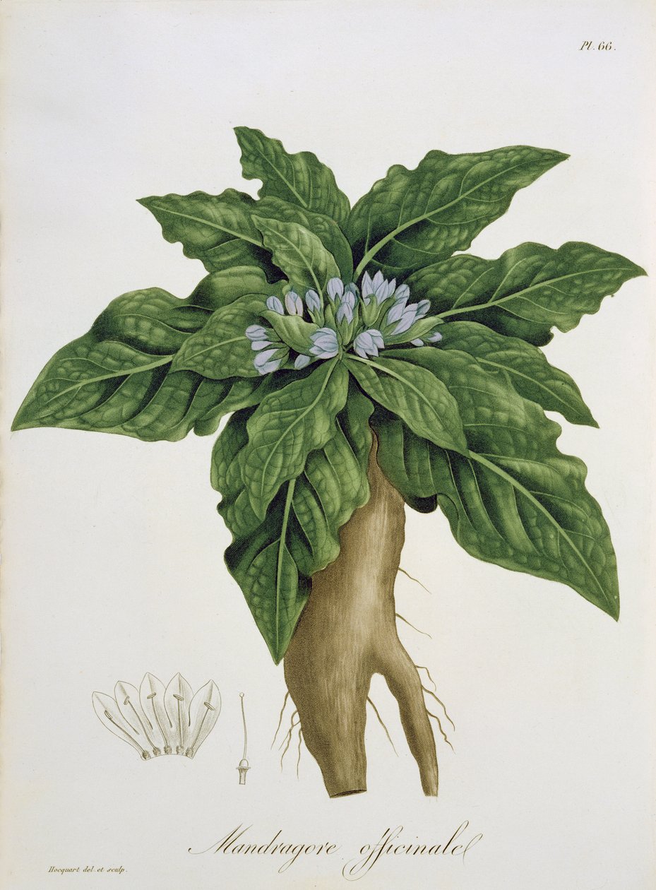 Mandragora Officinarum da 