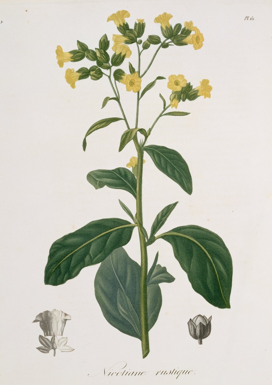 Nicotiana da 