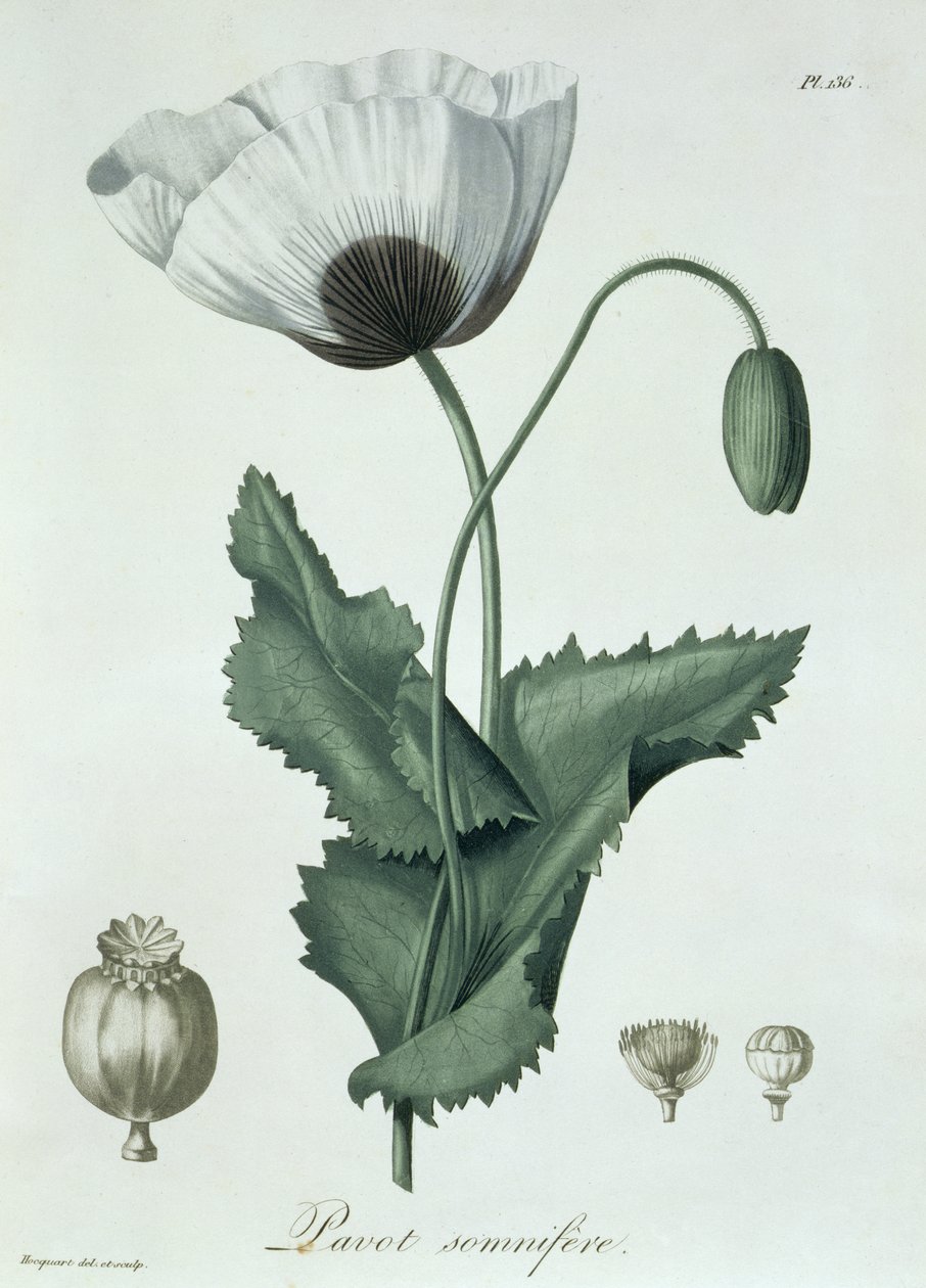 Papaver Somniferum da 