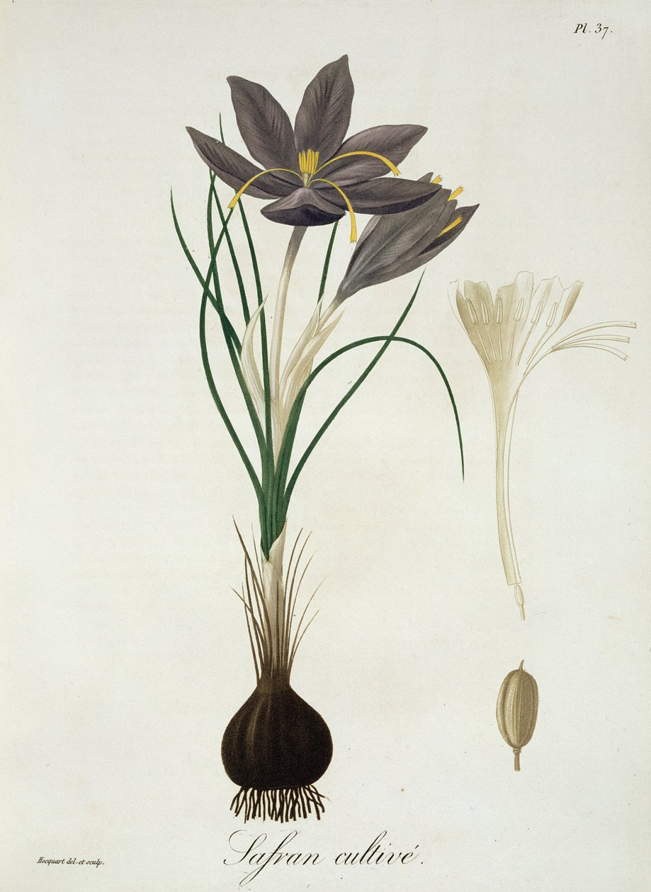 Zafferano Crocus da 