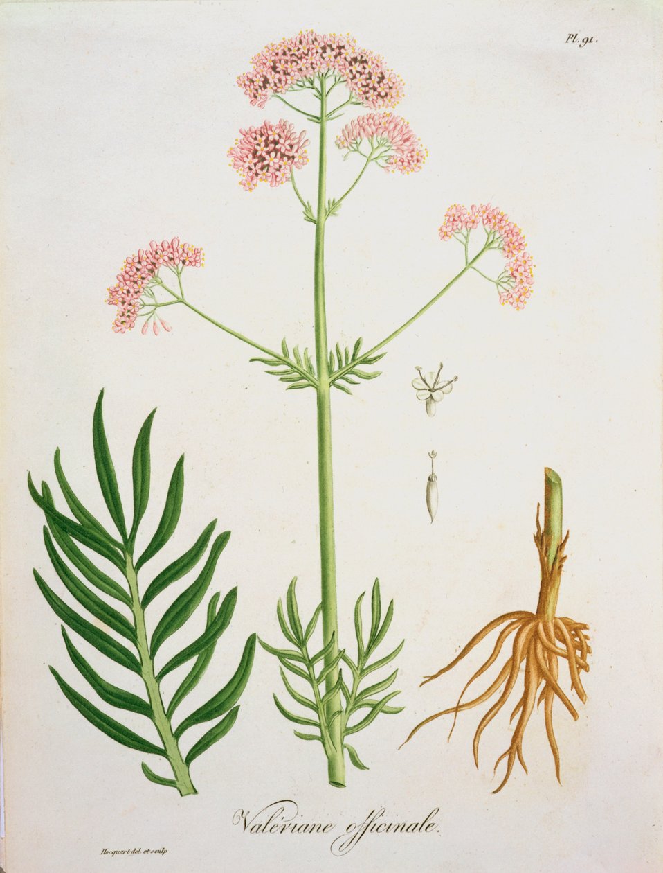 Valeriana da 