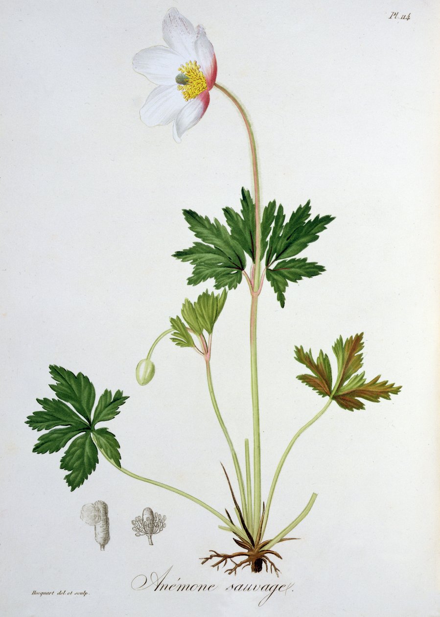Anemone dei boschi da 