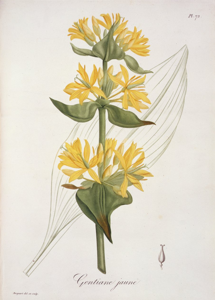 Genziana gialla da 