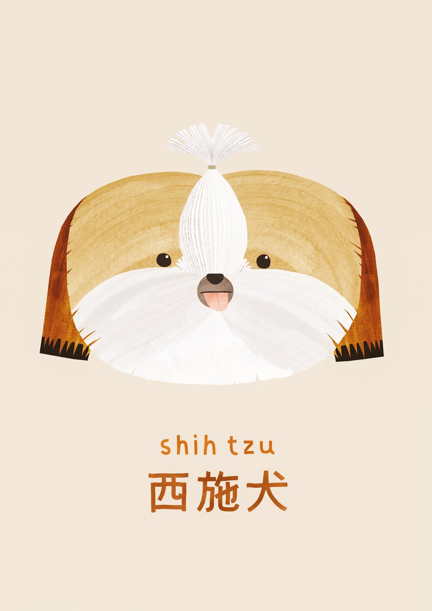 Shih tzu, 2019 da Léa Le Pivert