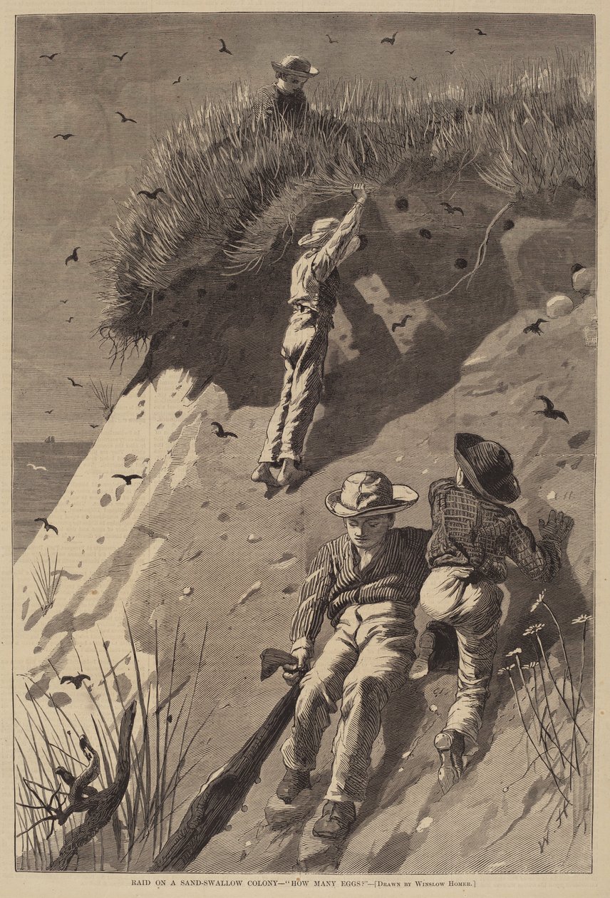 Incursione in una colonia di rondini di sabbia - "Quante uova?" da Lagarde after Winslow Homer