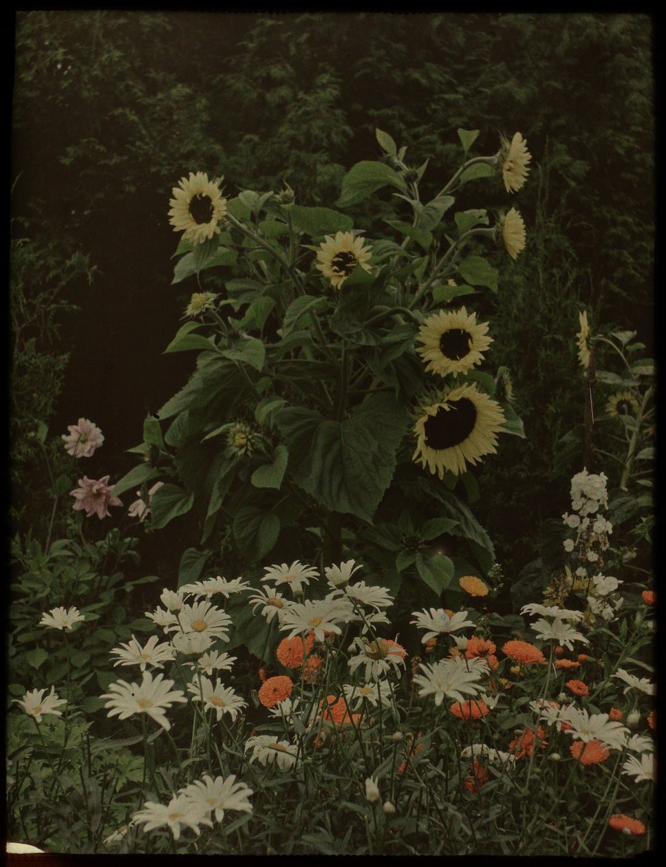 Giardino della casa Kersbergen, Zeist, con girasoli da Lambertus Hendrik van Berk