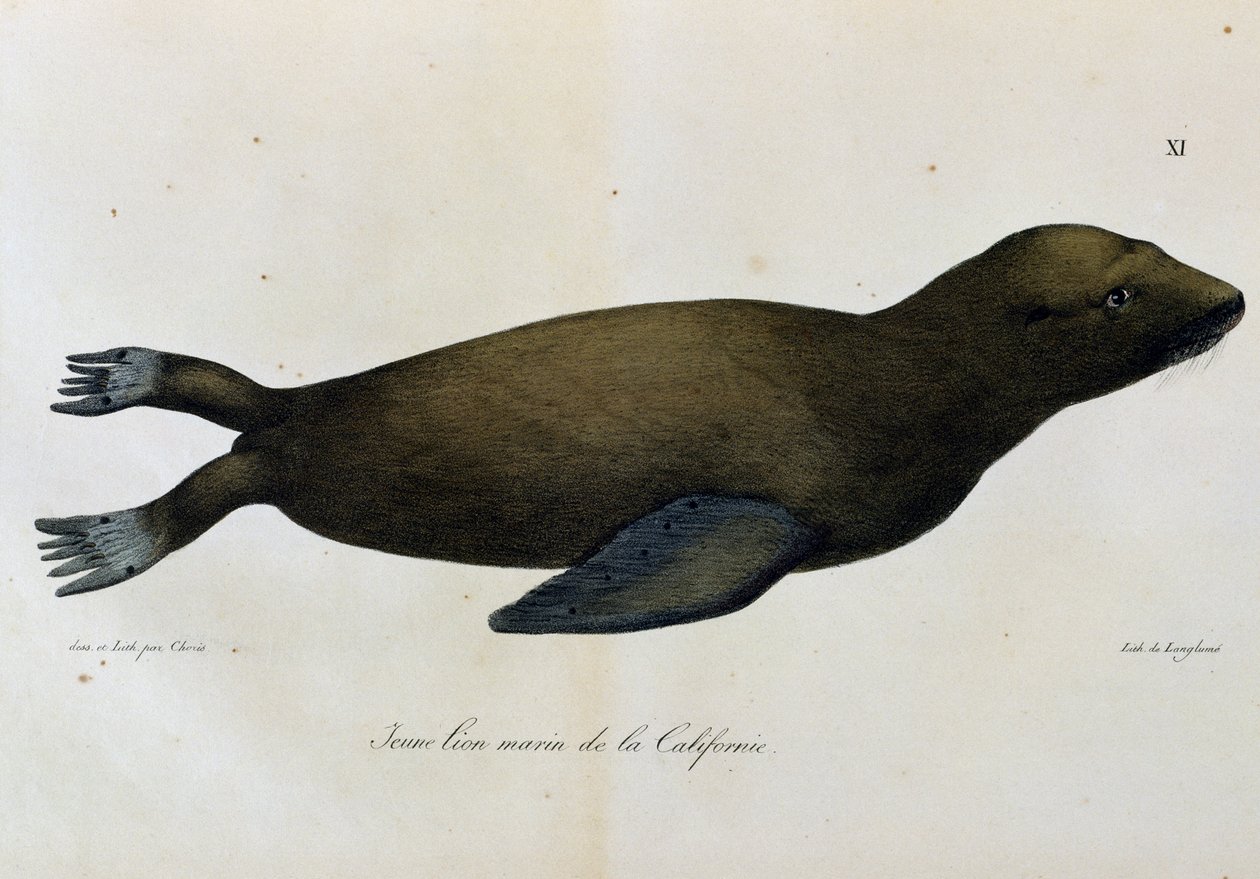 Giovane leone marino, California, da Voyage pittoresque autour du monde da Langlume Langlume