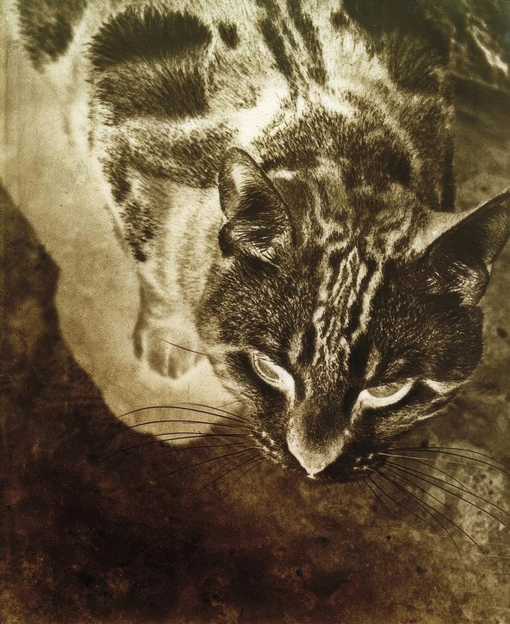 Gatto (Stampa negativa) da Laszlo Moholy Nagy
