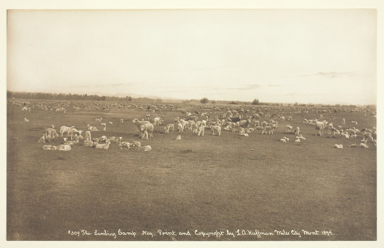 Il campo degli agnelli da Laton Alton Huffman
