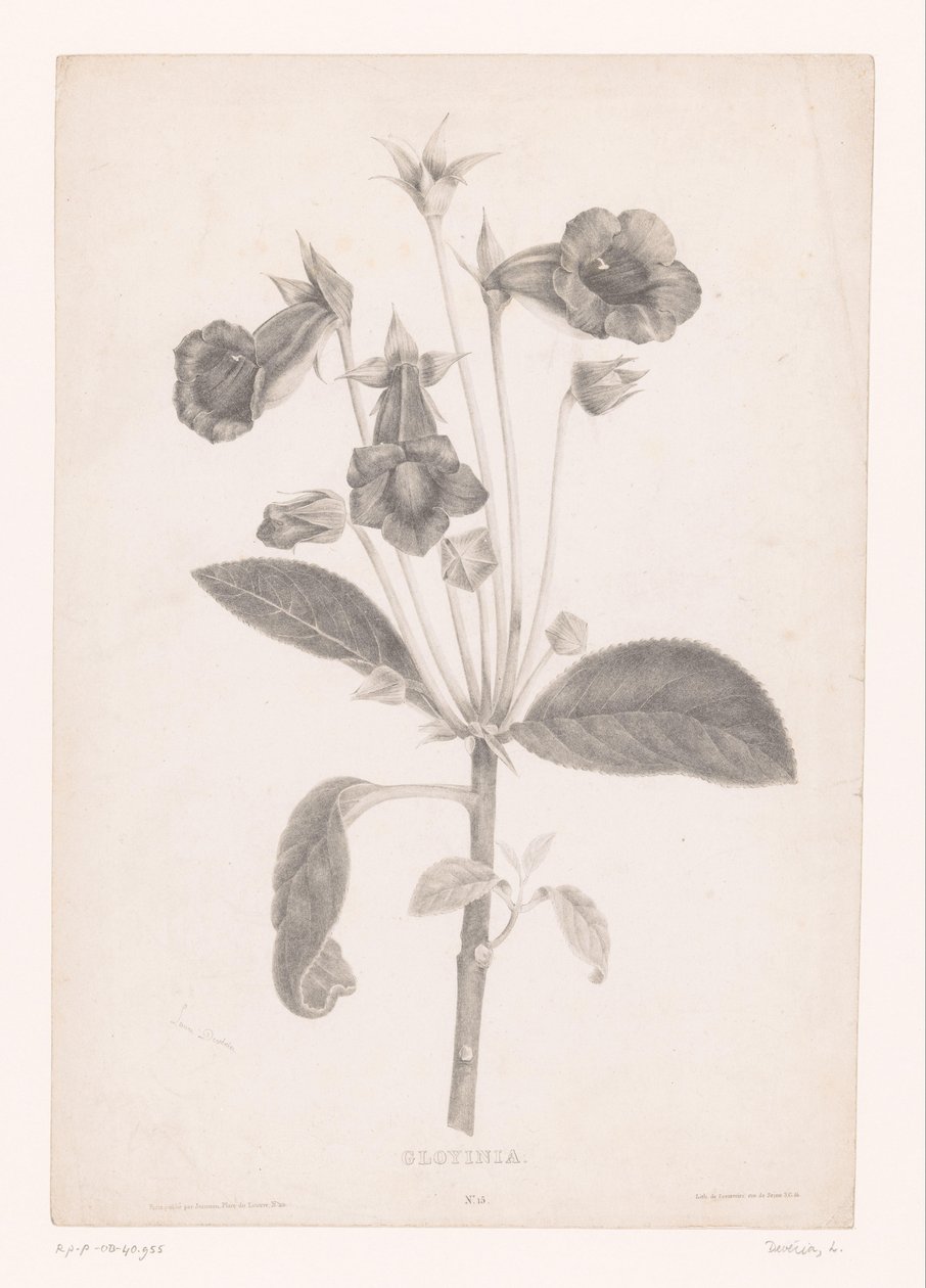 Gloxinia da Laure Devéria